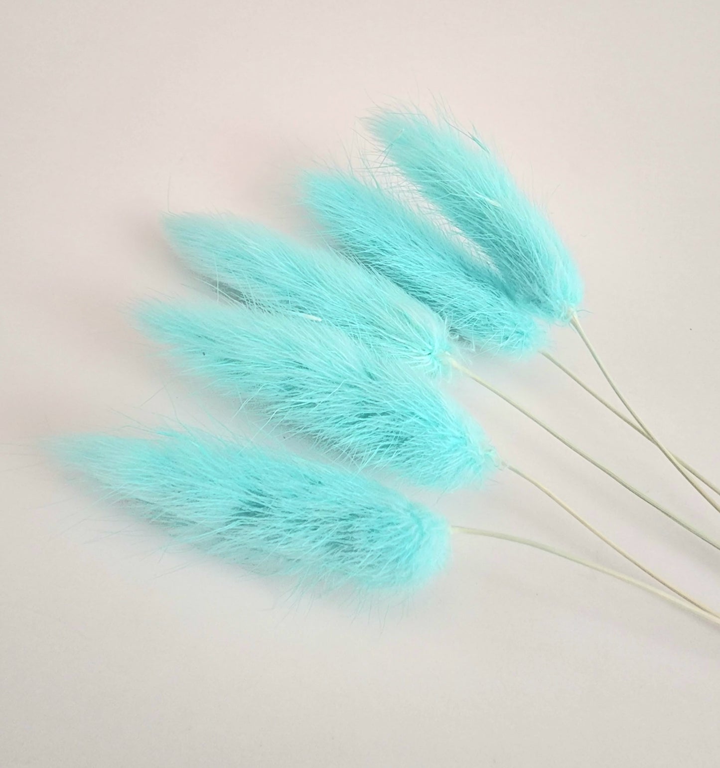 Natural Pampas "Bunny Tails"