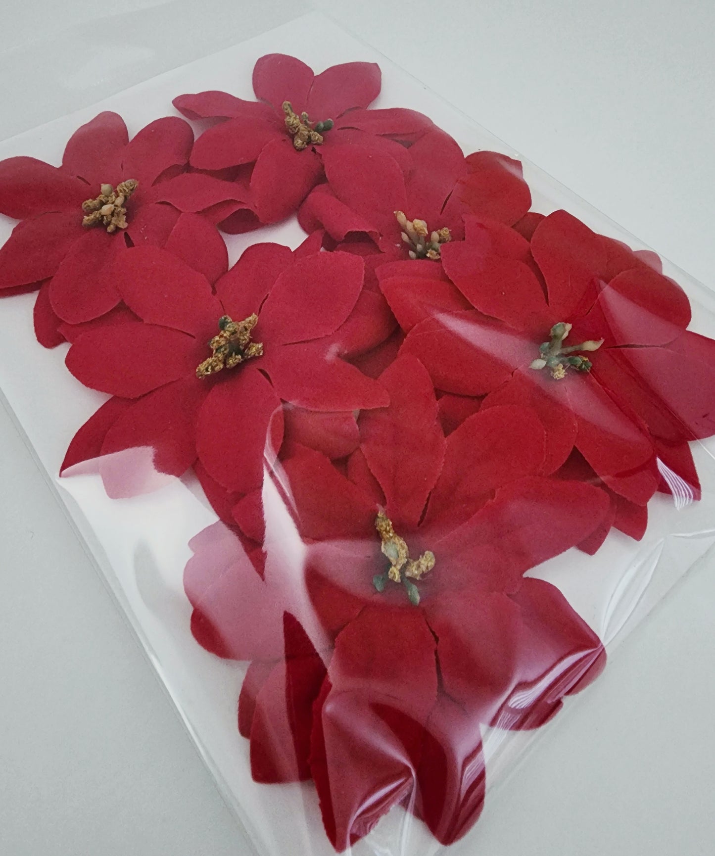 Poinsettias